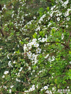 花花草草