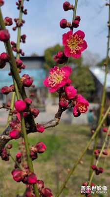 春日梅花开