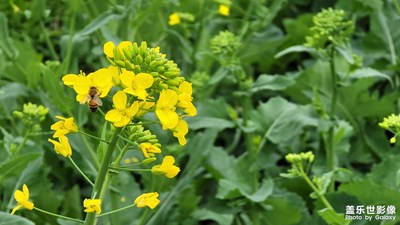 油菜花开