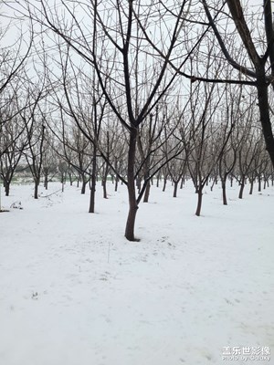 雪