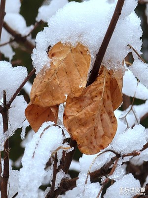 牛年第一场雪之二