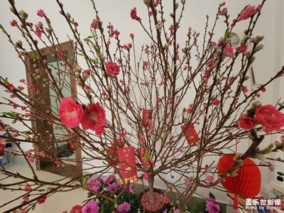 花开富贵