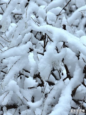 牛年第一场雪之一