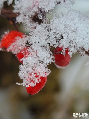 雪天随拍