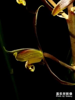 正月里来兰花开