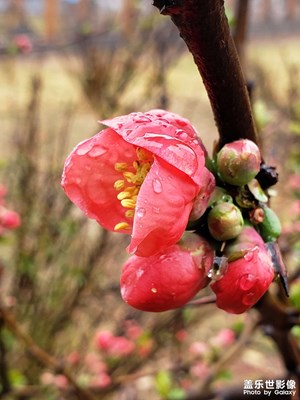 学校的花