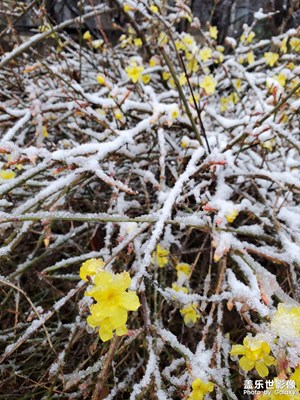 春雪