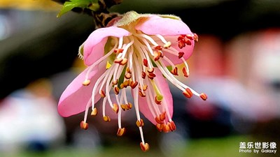 桃花朵朵