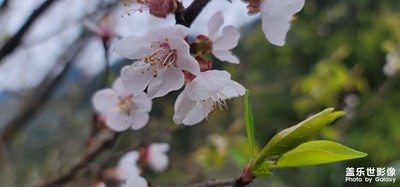 杏子花