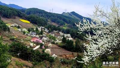 漂漂亮亮的油菜花