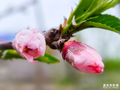 三月桃花开