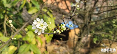 春天的花朵