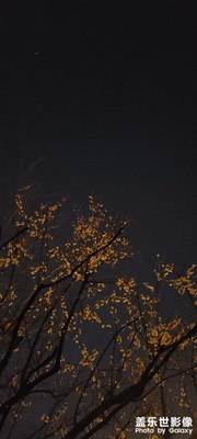 樱花开了，灯火下璀璨异常却又异常安静
