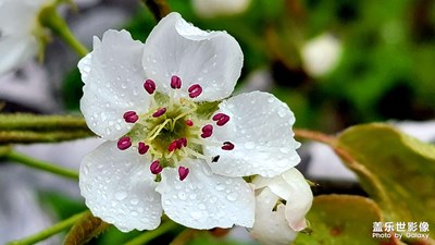 飘雨中的梨花