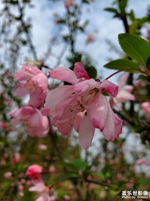 春花烂漫