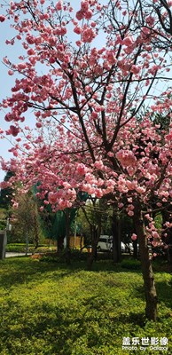 花开花世界