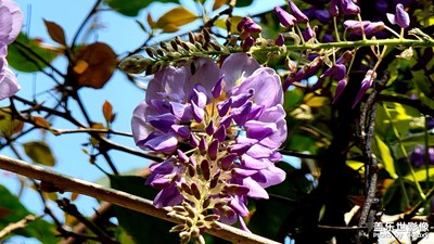 紫藤挂云木，花蔓宜阳春。