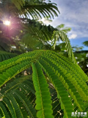 “老树”新花