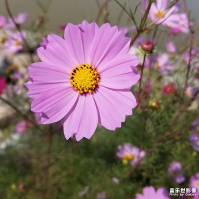 随手风景