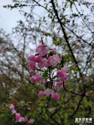 【周末拍点啥】+雨中花