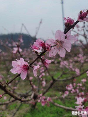 城南小陌又逢春