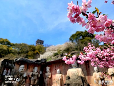 樱花季来无锡