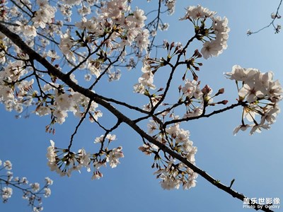 樱花季