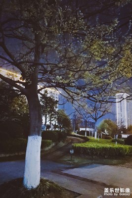 【明亮的夜】+树