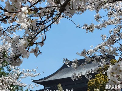 赏樱