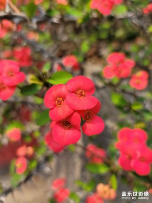 花儿