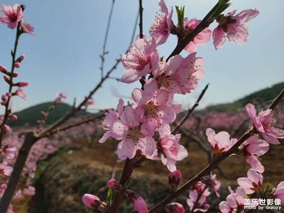 肥城万亩桃花园