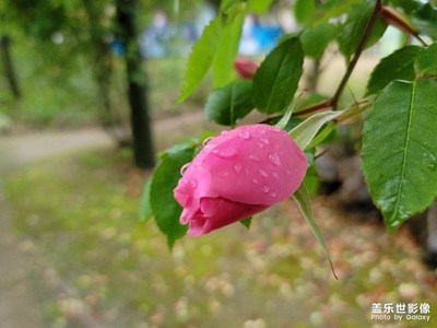 来朵小红花
