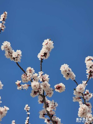 花开花落，又是一季