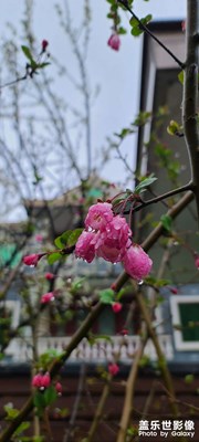 【新春星色彩】+雨露儿