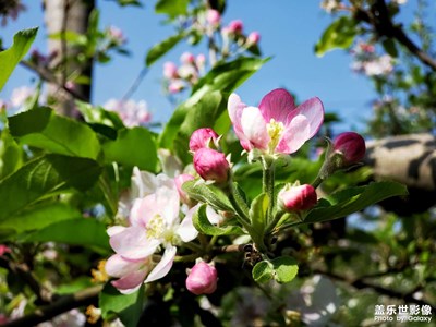 【新春星色彩】+苹果花开