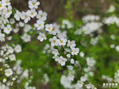 【新春星色彩】+春花烂漫