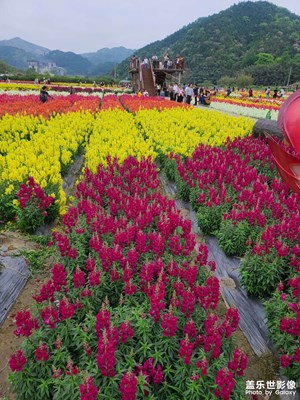 鲁冰花