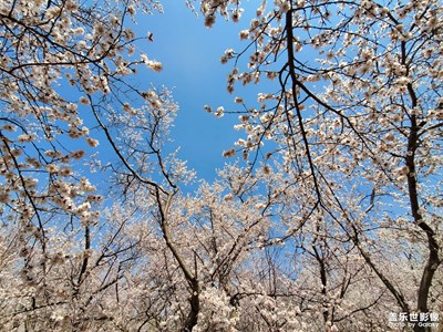 春暖花开香四溢