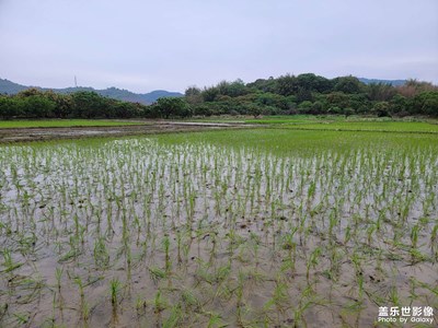 【新春星色彩】农庄的绿色