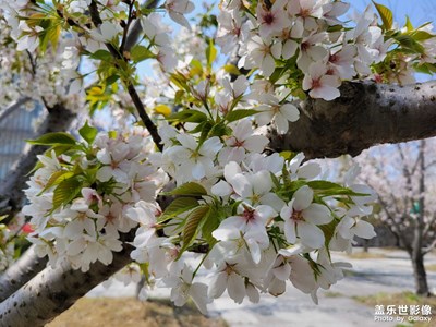 【新春星色彩】+春天的花花草草