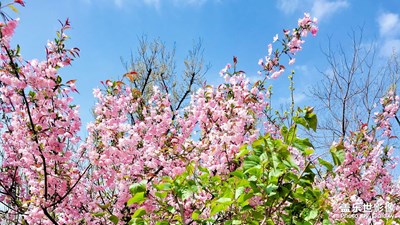 春花烂漫