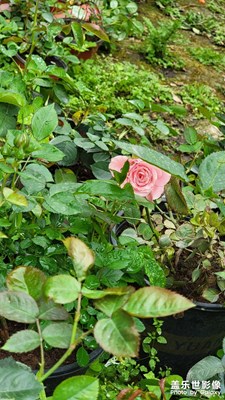 雨下花折腰