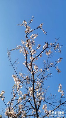 【新春星色彩】+美丽的花朵