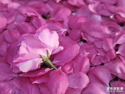 风吹花落