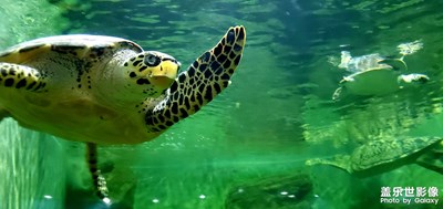 上海动物园里得来的照片