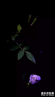 夜里的花