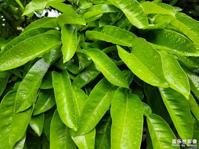 绿油油的叶子