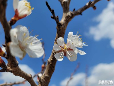 春天到了，花开了