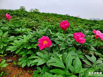 洋湖湿地公园之芍药