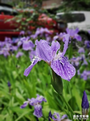 雨打花瓣